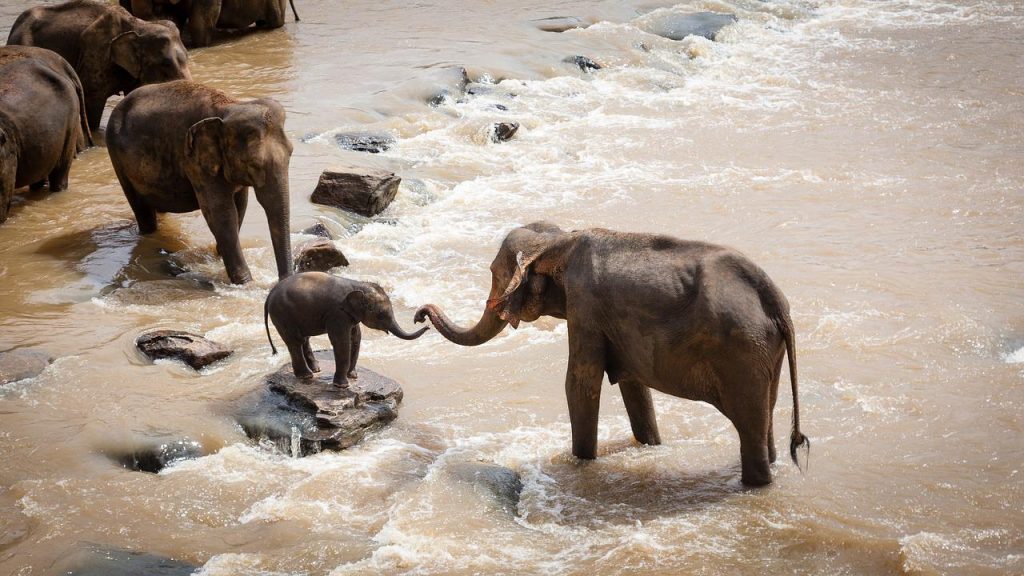 Top 4 des plus belles destinations safari dans le monde