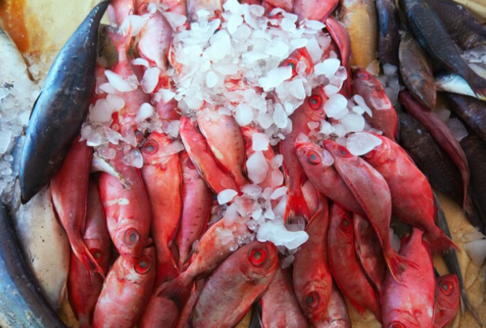 Poissons frais et fruits de mer : comment bien les choisir ?